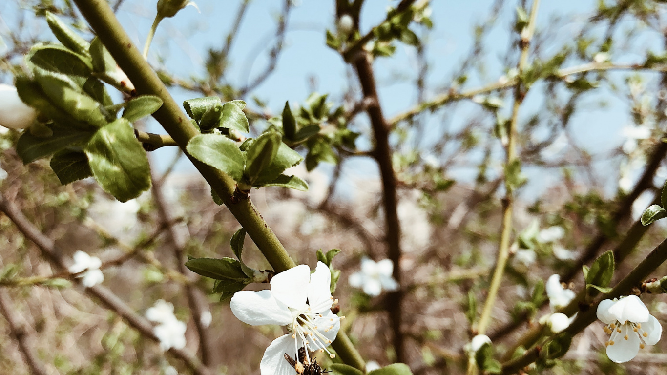 Download 1366x768 Wallpaper Flora, Blackthorn, Science, Physics, Branch Flora, Blackthorn, Science, Physics, Branch. Wallpaper in 1366x768 Resolution