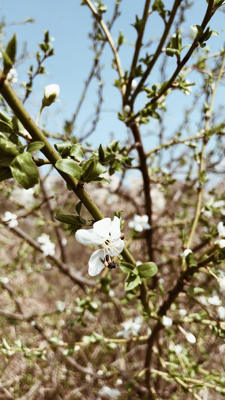 菌群, 科学, 物理学, 树枝, 白色 壁纸 720x1280 允许