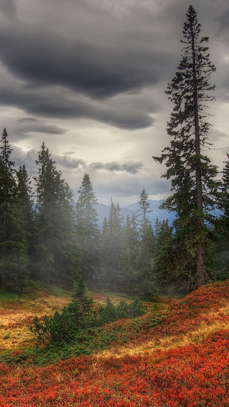 Green Pine Trees Under Cloudy Sky During Daytime. Wallpaper in 750x1334 Resolution