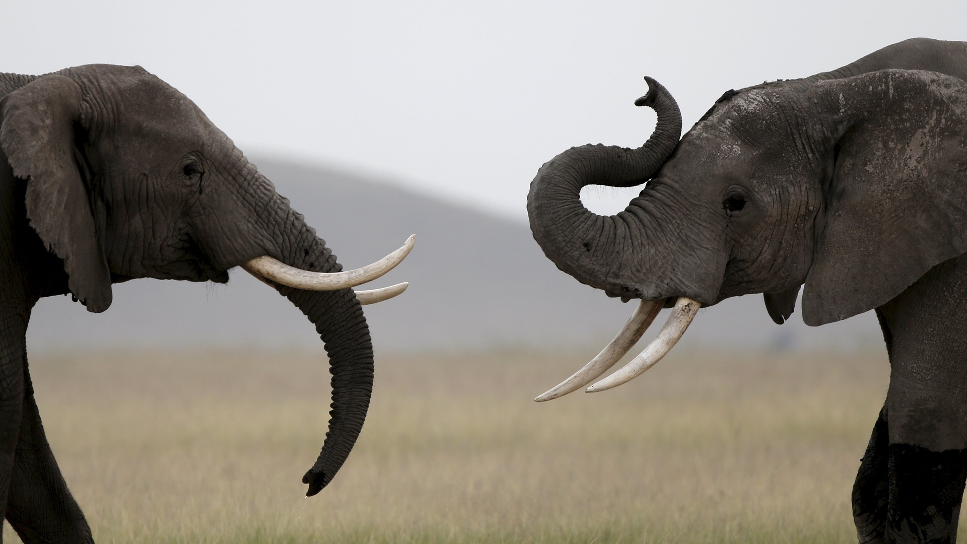 Grey Elephant on Green Grass Field During Daytime. Wallpaper in 1920x1080 Resolution