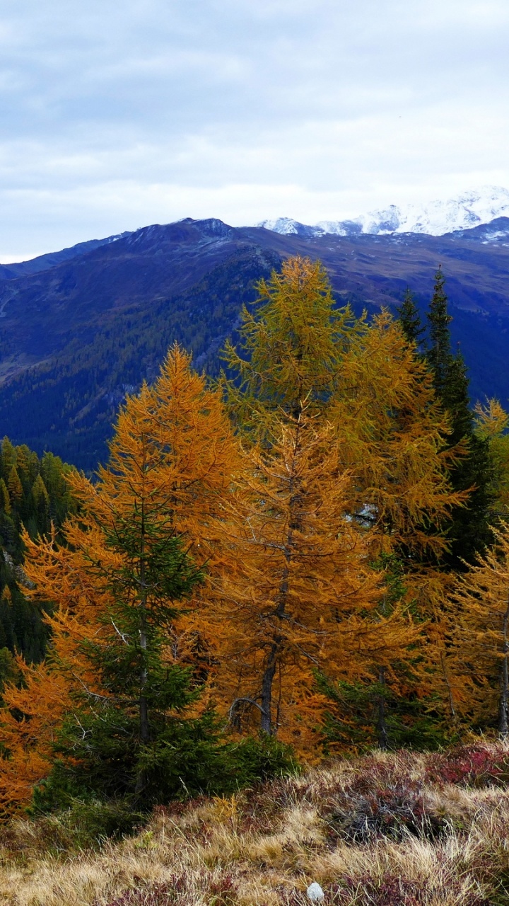 Green and Brown Trees on Mountain Under White Clouds and Blue Sky During Daytime. Wallpaper in 720x1280 Resolution