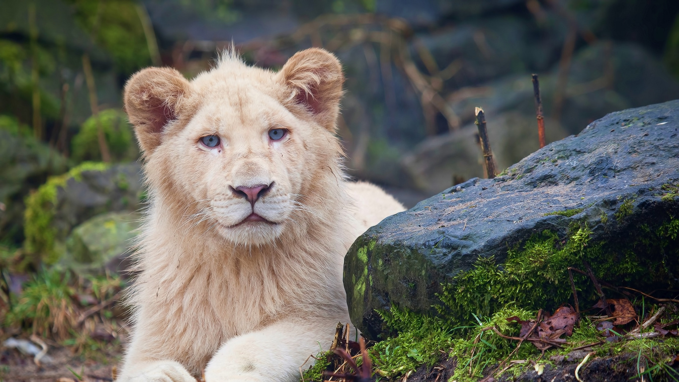 Brown Lion on Gray Rock During Daytime. Wallpaper in 1366x768 Resolution
