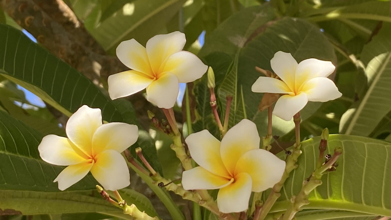 Flora, la Física, Ciencia, Biología, Planta. Wallpaper in 1280x720 Resolution