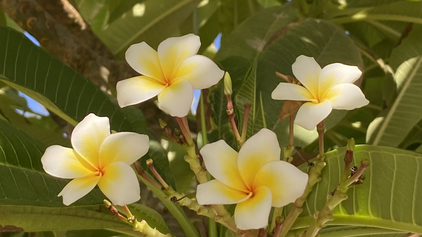 Flora, la Física, Ciencia, Biología, Planta. Wallpaper in 1366x768 Resolution