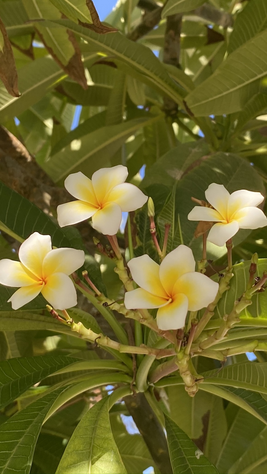 Flora, Leaf, Physics, Science, Biology. Wallpaper in 1080x1920 Resolution