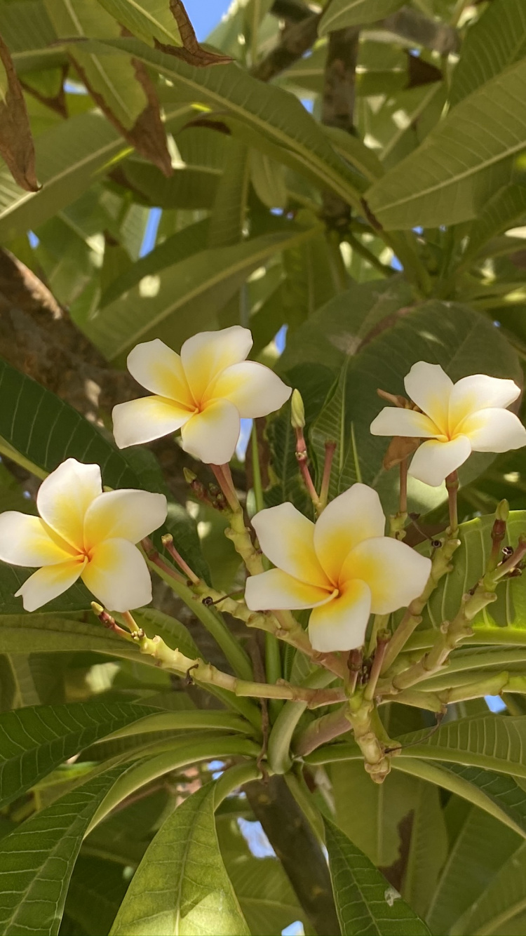 Flora, Leaf, Physics, Science, Biology. Wallpaper in 750x1334 Resolution