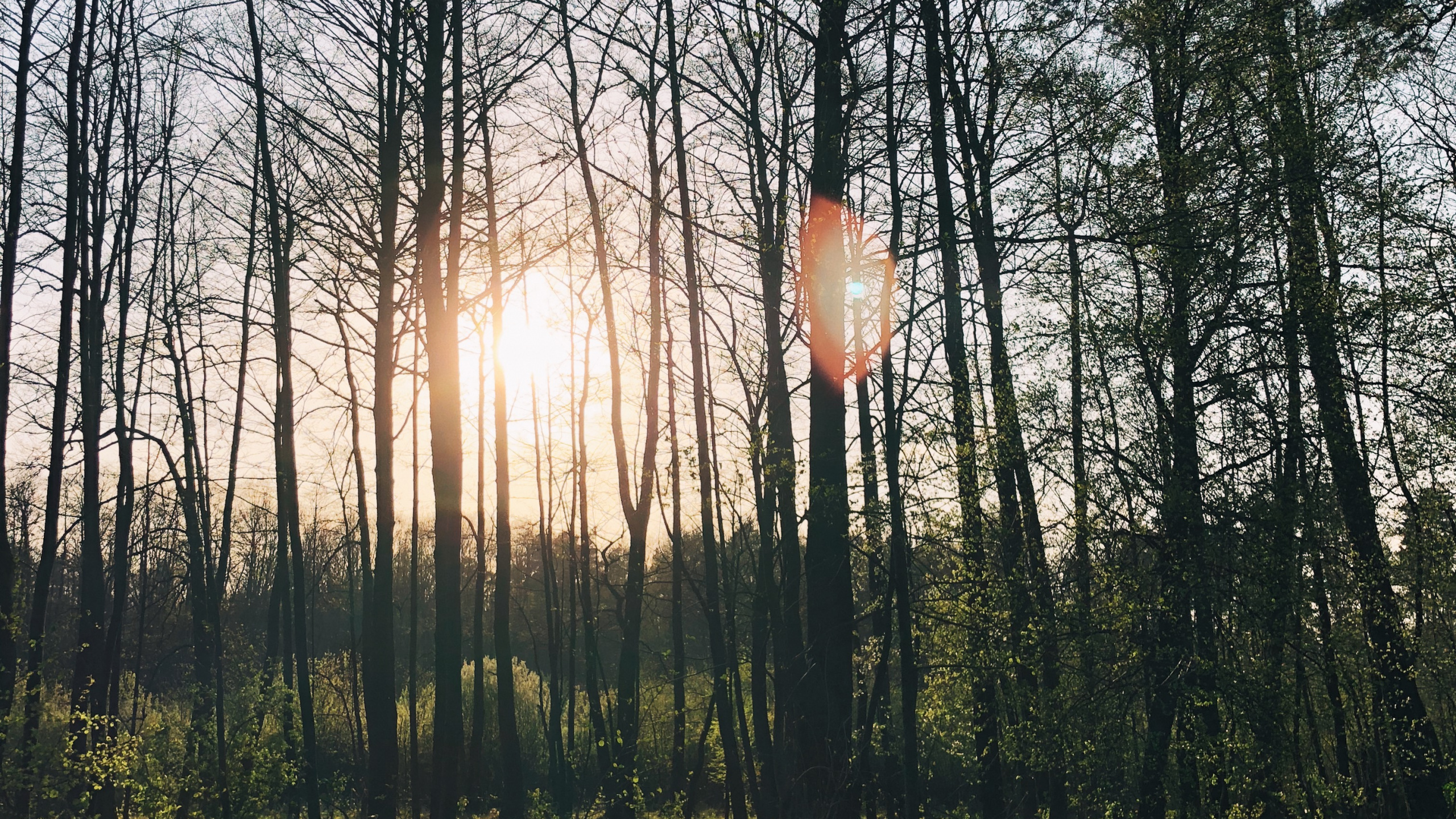 Natur, Lindner Kongress Hotel Cottbus, Wanted, Gewässer, Laub. Wallpaper in 2560x1440 Resolution