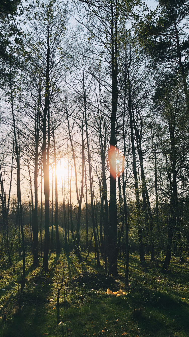 Natur, Lindner Kongress Hotel Cottbus, Wanted, Gewässer, Laub. Wallpaper in 750x1334 Resolution