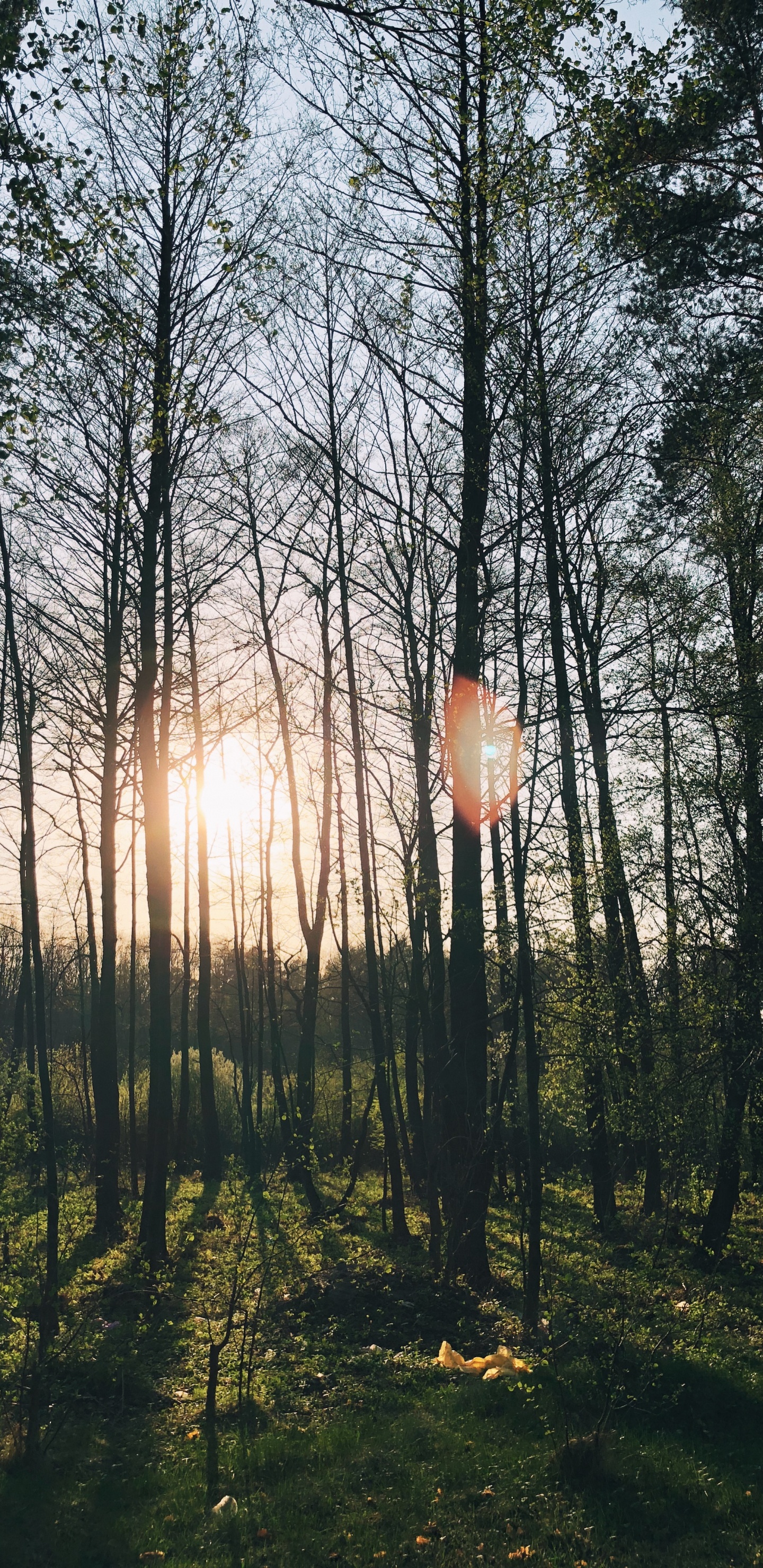 Naturaleza, Hotel de Congresos Lindner Cottbus, Querido, Cuerpo de Agua, de Hoja Caduca. Wallpaper in 1440x2960 Resolution
