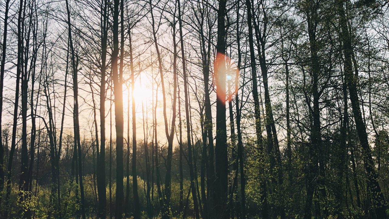 Nature, Hôtel Lindner Congress à Cottbus, Voulait, Corps de L'eau, Feuilles Caduques. Wallpaper in 1280x720 Resolution