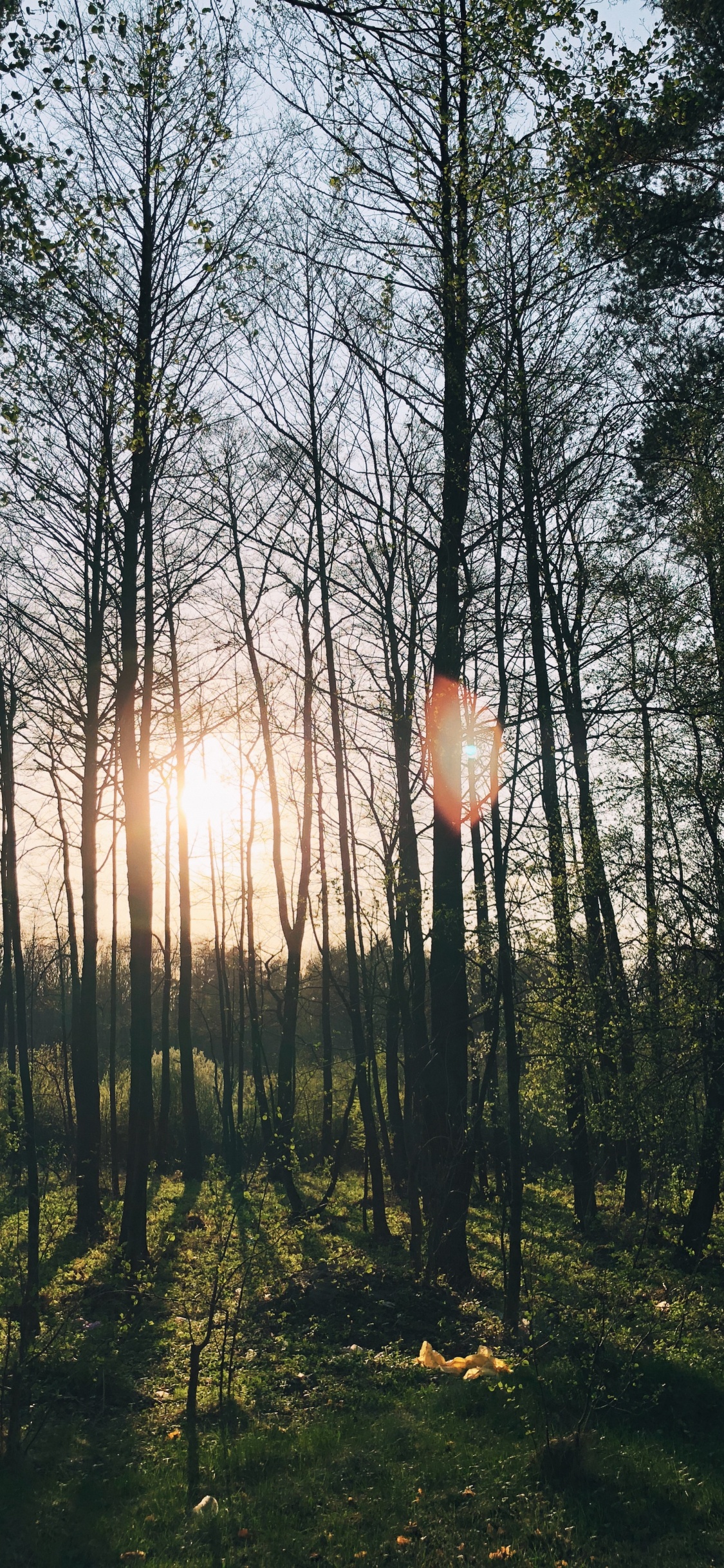 Nature, Lindner Congress Hotel Cottbus, Wanted, Body of Water, Deciduous. Wallpaper in 1125x2436 Resolution