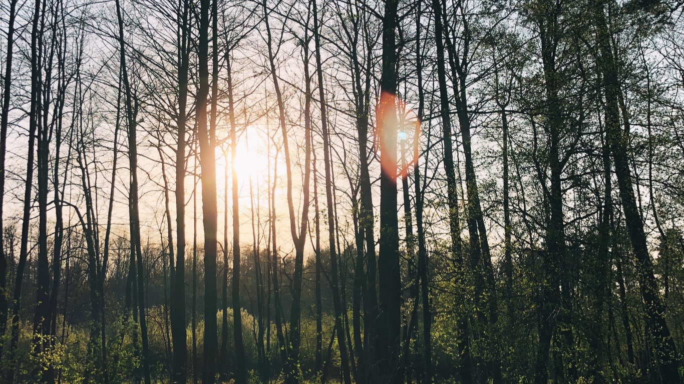 Nature, Lindner Congress Hotel Cottbus, Wanted, Body of Water, Deciduous. Wallpaper in 1366x768 Resolution