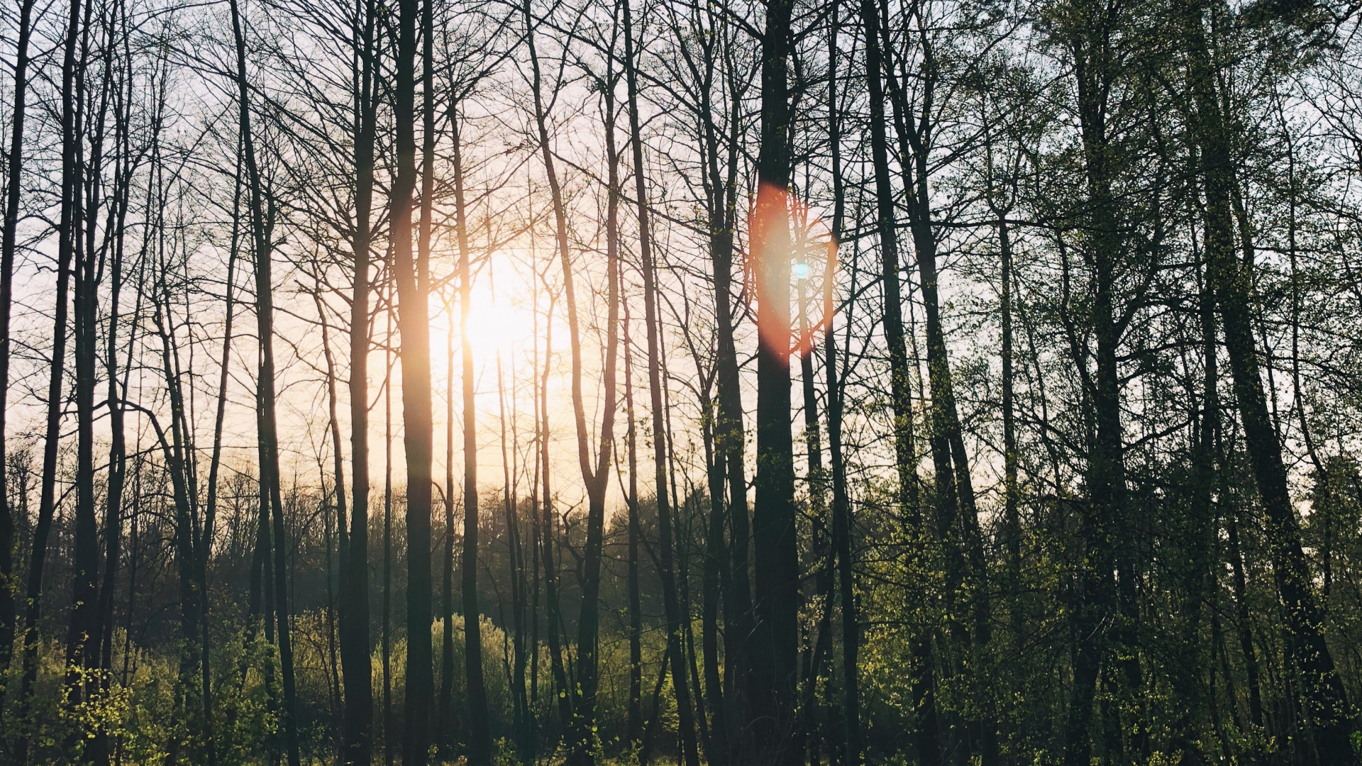 Nature, Lindner Congress Hotel Cottbus, Wanted, Body of Water, Deciduous. Wallpaper in 1920x1080 Resolution