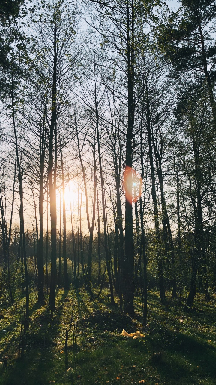 性质, 人体内的水, 落叶, 冬天, 太阳 壁纸 720x1280 允许