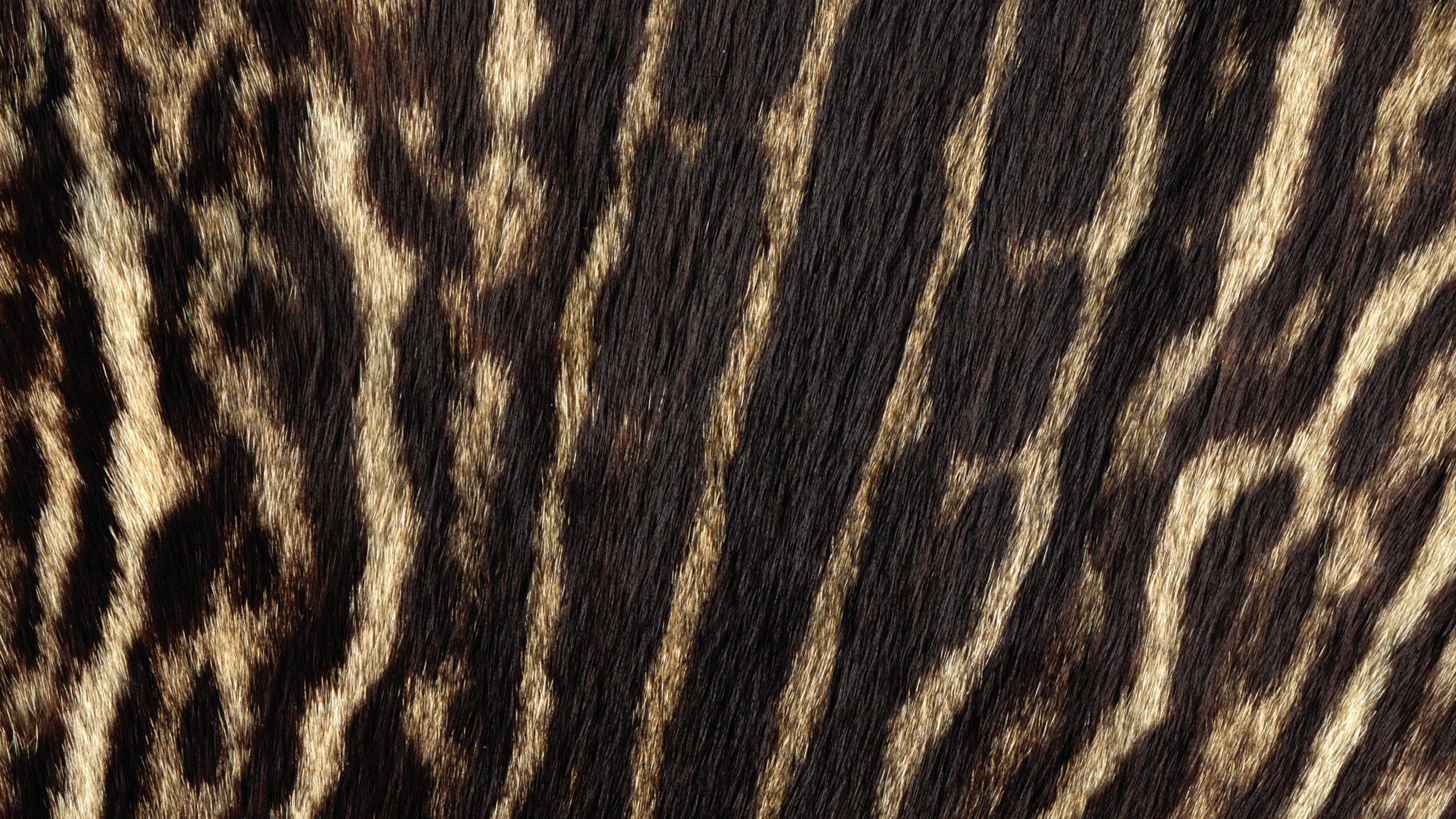 Schwarz-weiß Gestreiftes Textil. Wallpaper in 2560x1440 Resolution