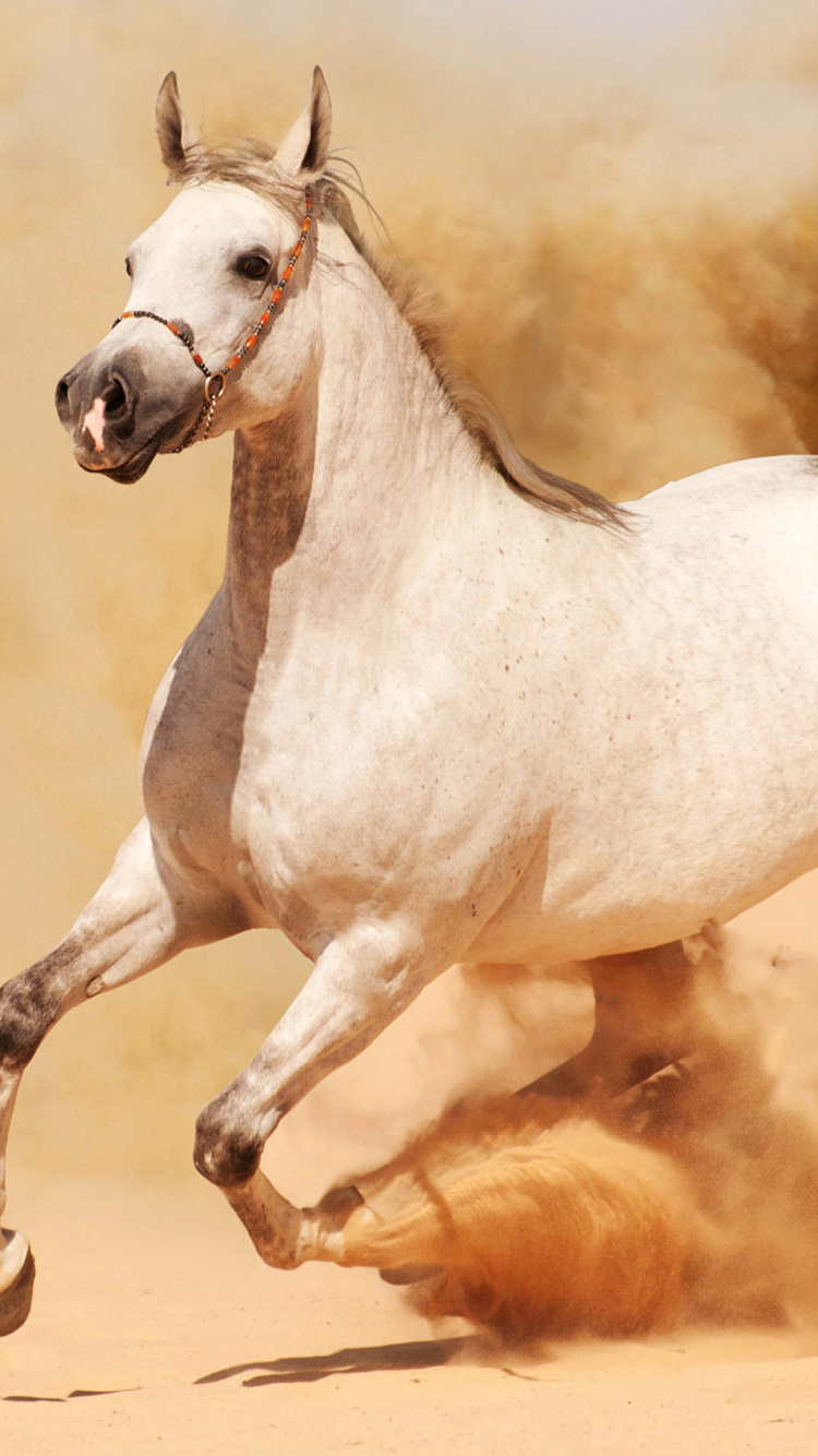 White Horse Running on Brown Sand During Daytime. Wallpaper in 750x1334 Resolution