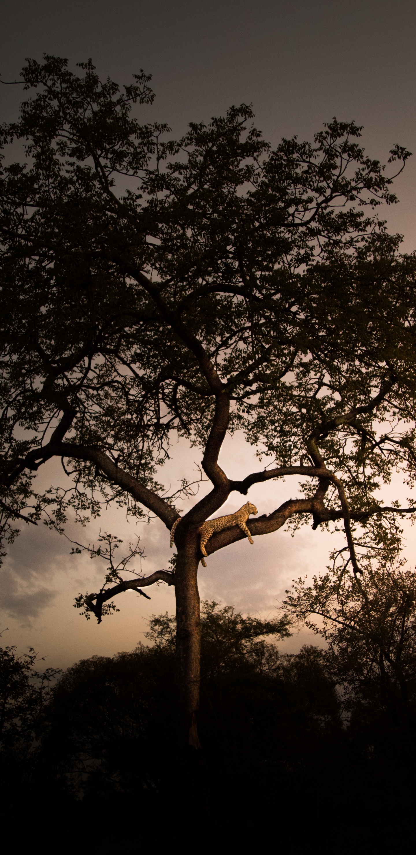 Silueta de Árbol Durante la Noche. Wallpaper in 1440x2960 Resolution