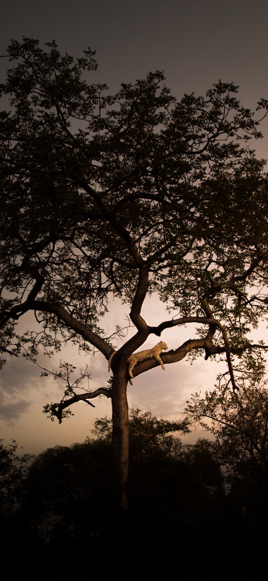 Silhouette D'arbre Pendant la Nuit. Wallpaper in 1125x2436 Resolution