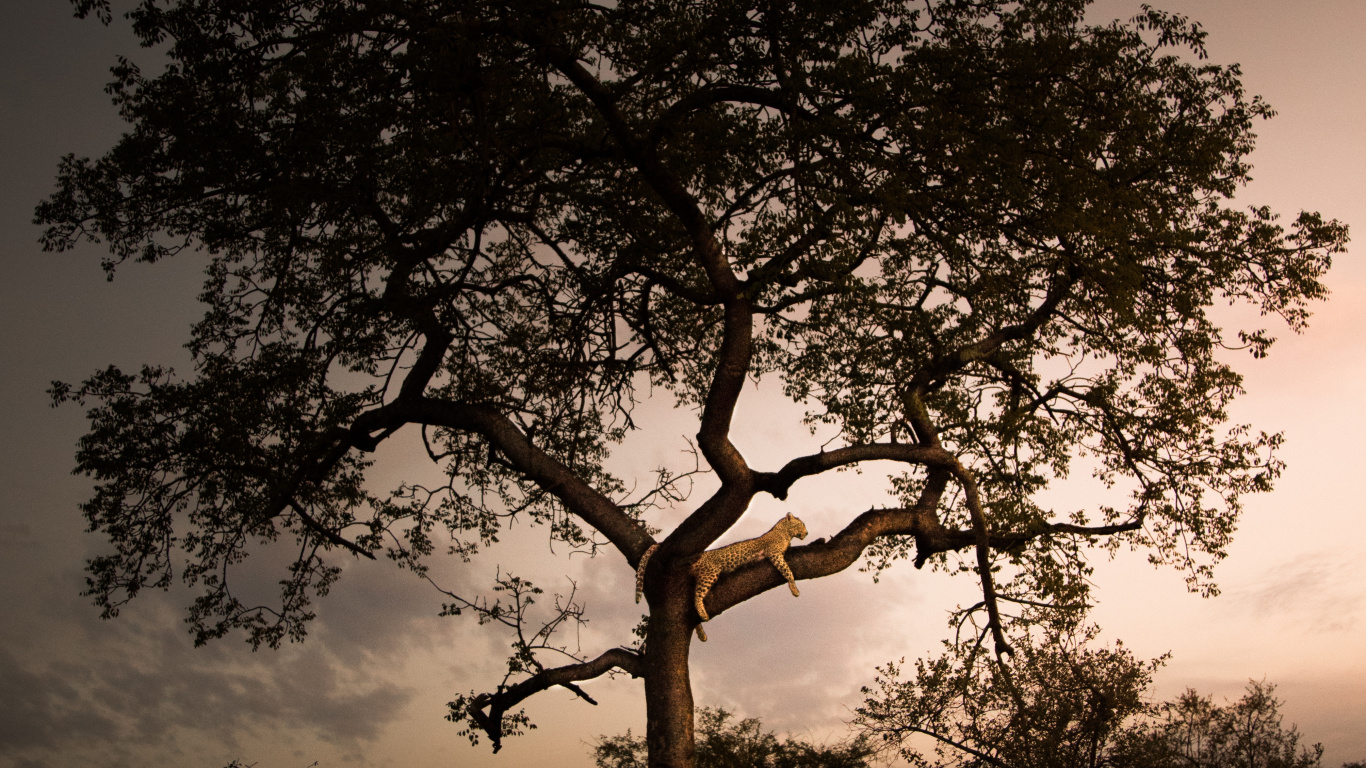 Silhouette D'arbre Pendant la Nuit. Wallpaper in 1366x768 Resolution