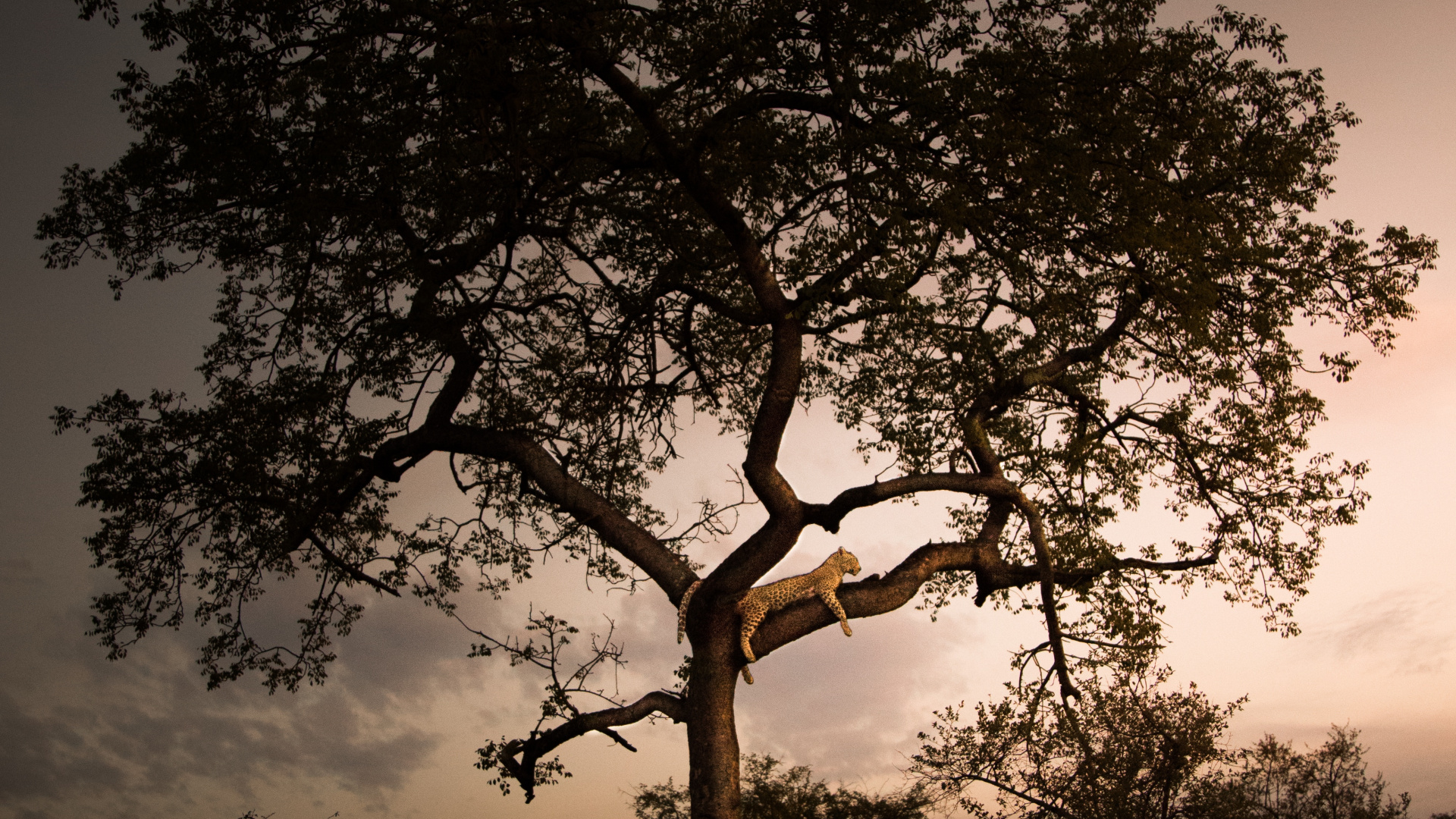 Silhouette D'arbre Pendant la Nuit. Wallpaper in 1920x1080 Resolution