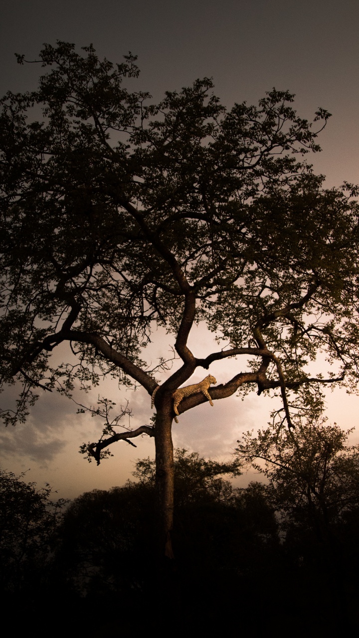 Silhouette of Tree During Night Time. Wallpaper in 720x1280 Resolution