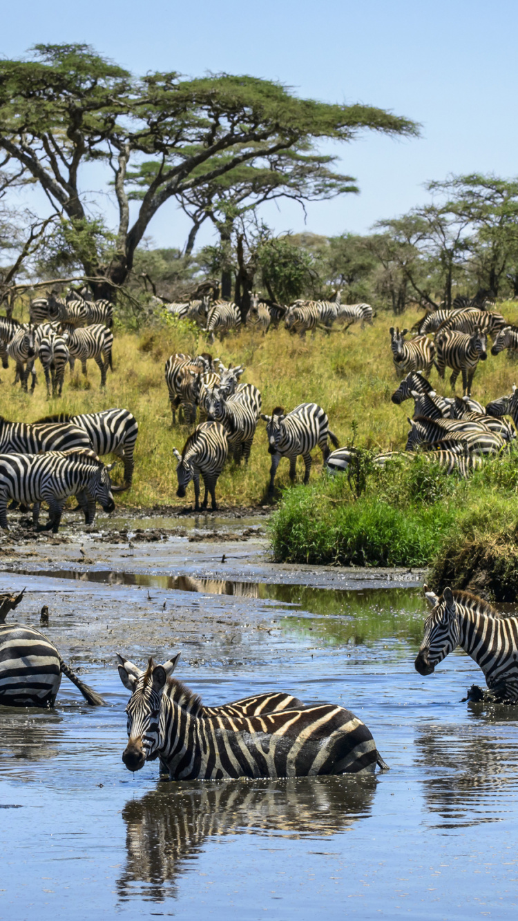 Zebra Drinking Water on River During Daytime. Wallpaper in 750x1334 Resolution