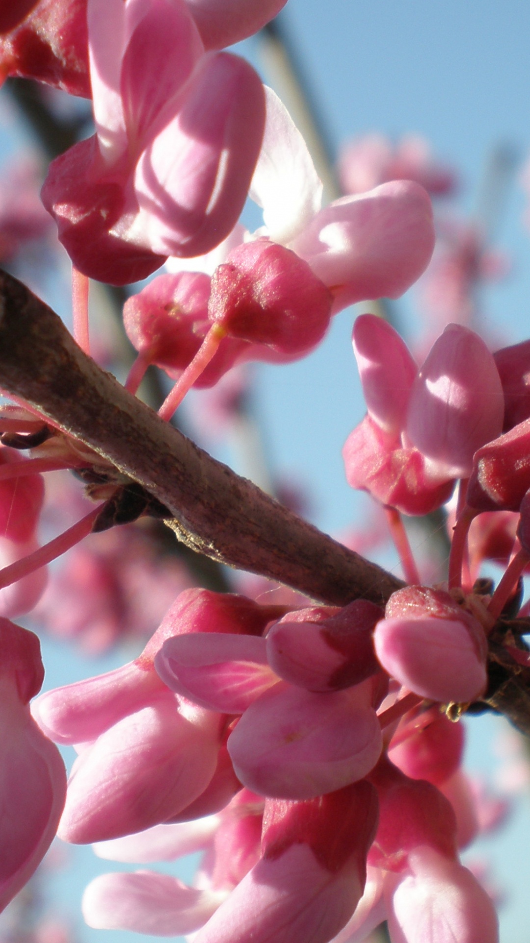 Tulip, Blütenblatt, Branch, Zweig, Pink. Wallpaper in 1080x1920 Resolution