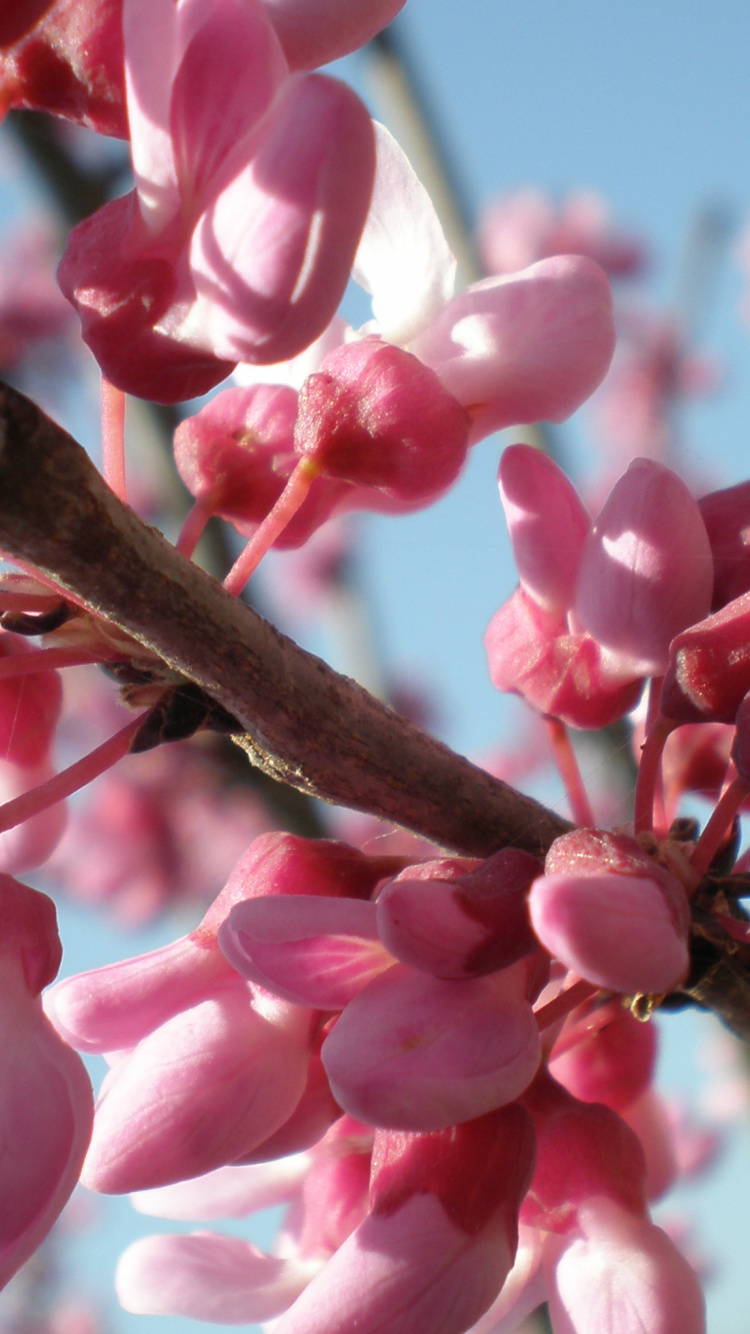 Tulip, Blütenblatt, Branch, Zweig, Pink. Wallpaper in 750x1334 Resolution