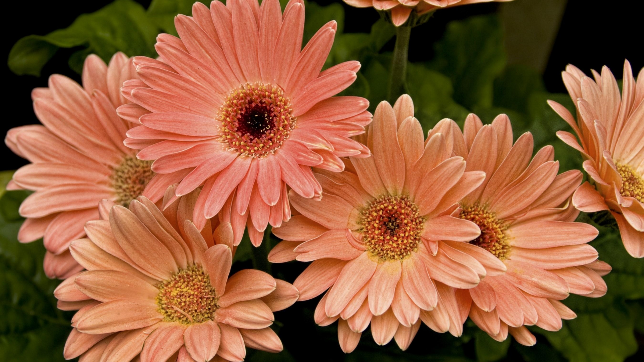 Rosa Blume in Tilt-Shift-Linse. Wallpaper in 2560x1440 Resolution