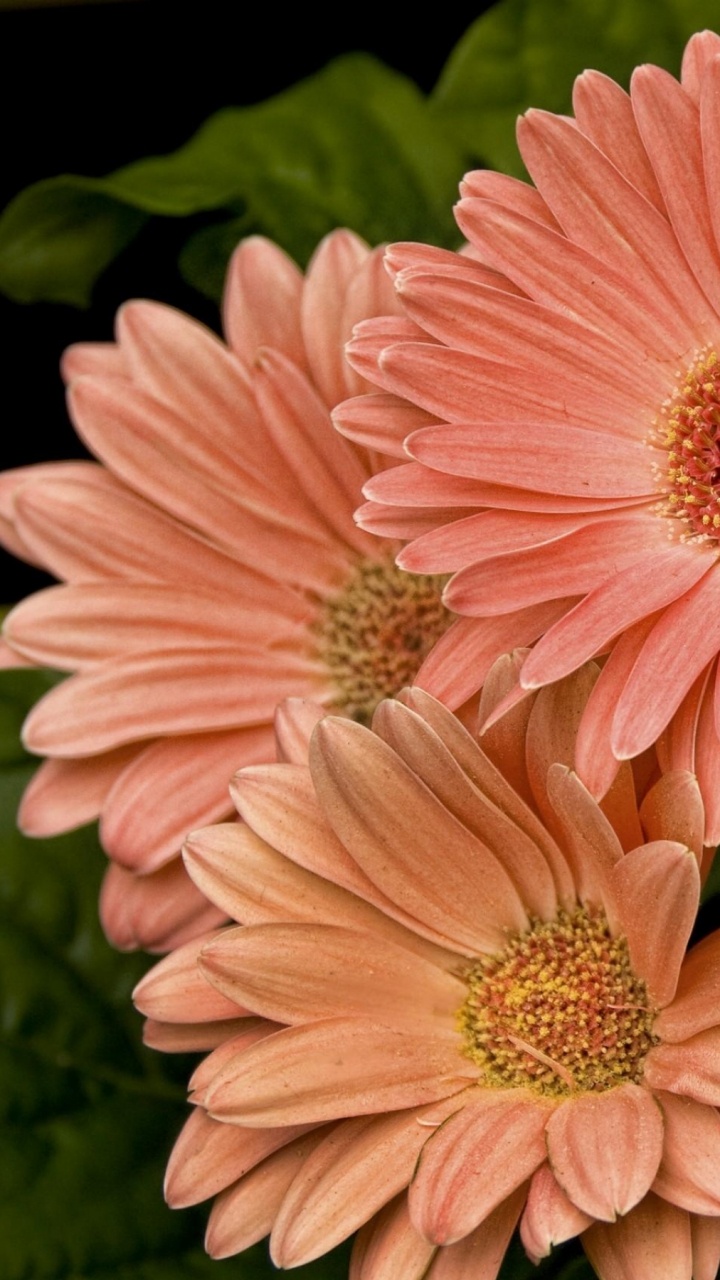 Pink Flower in Tilt Shift Lens. Wallpaper in 720x1280 Resolution