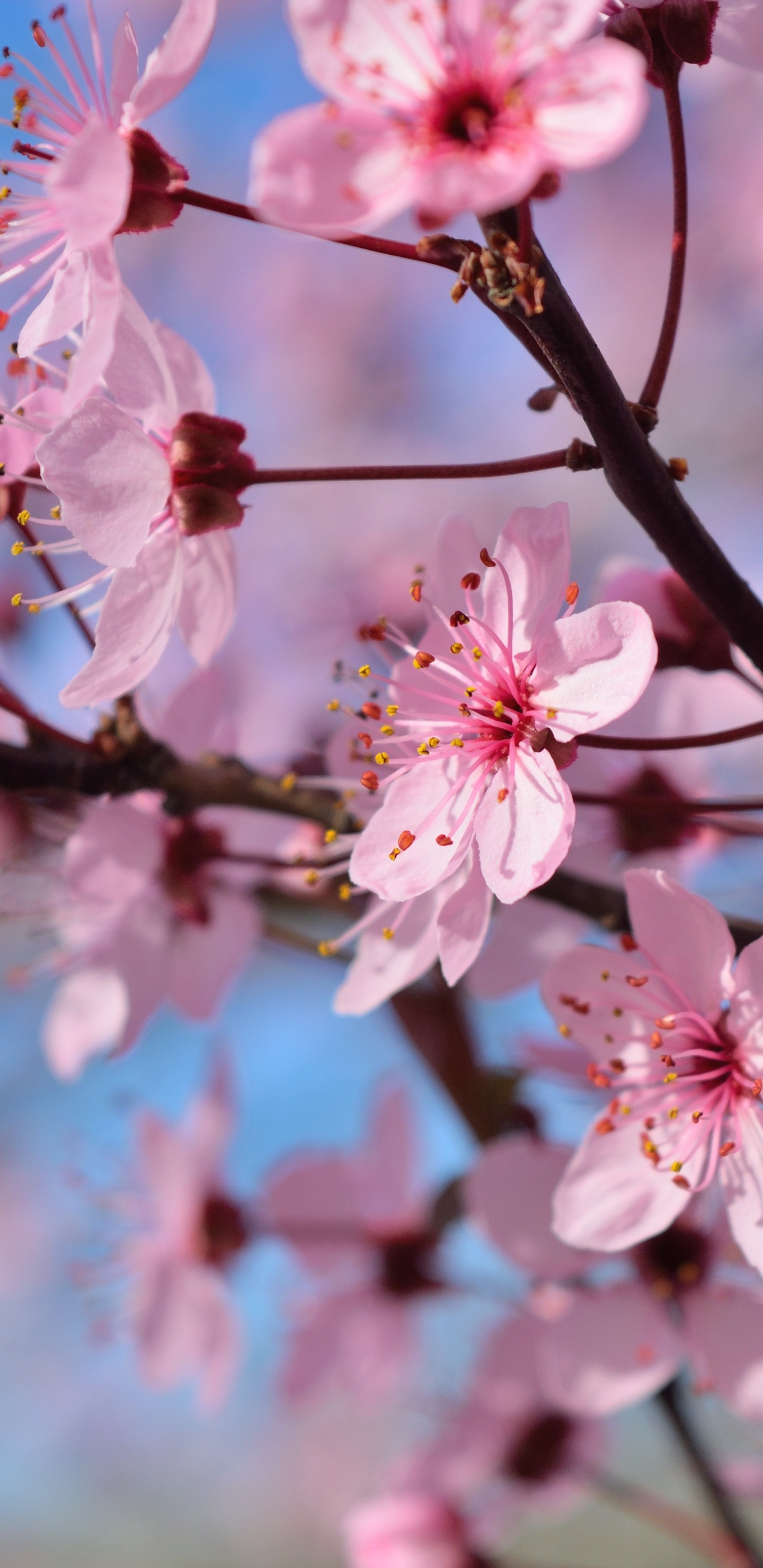 Fleur de Cerisier Rose en Fleur Pendant la Journée. Wallpaper in 1440x2960 Resolution