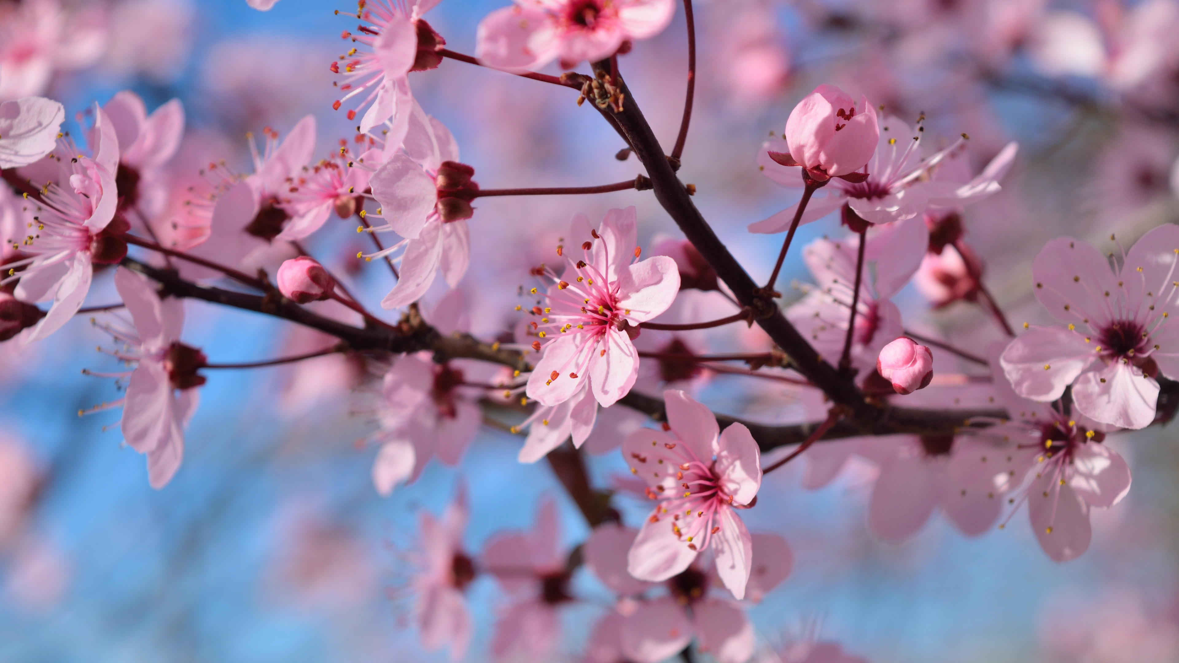 开花, 弹簧, 粉红色, 樱花, 树枝 壁纸 3840x2160 允许