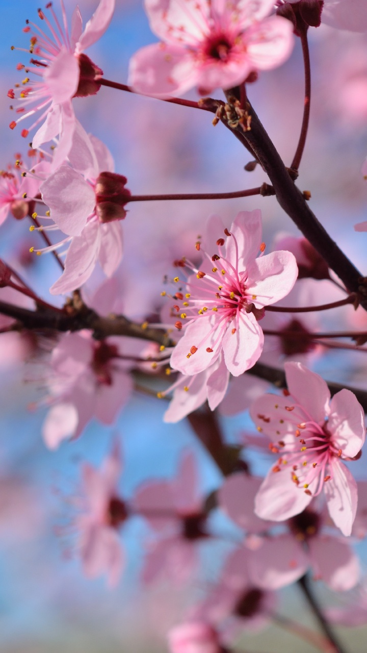 开花, 弹簧, 粉红色, 樱花, 树枝 壁纸 720x1280 允许