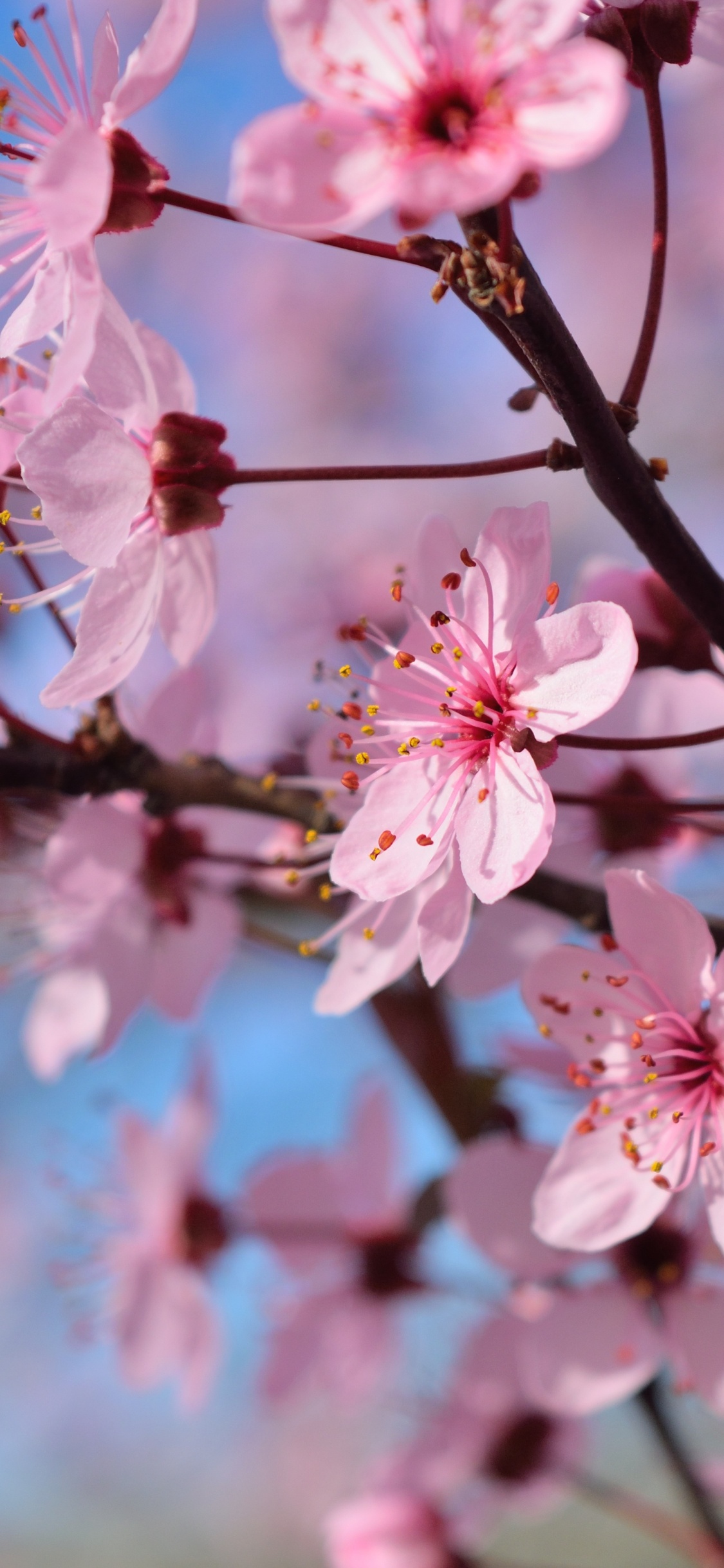 Pink Cherry Blossom in Bloom During Daytime. Wallpaper in 1125x2436 Resolution