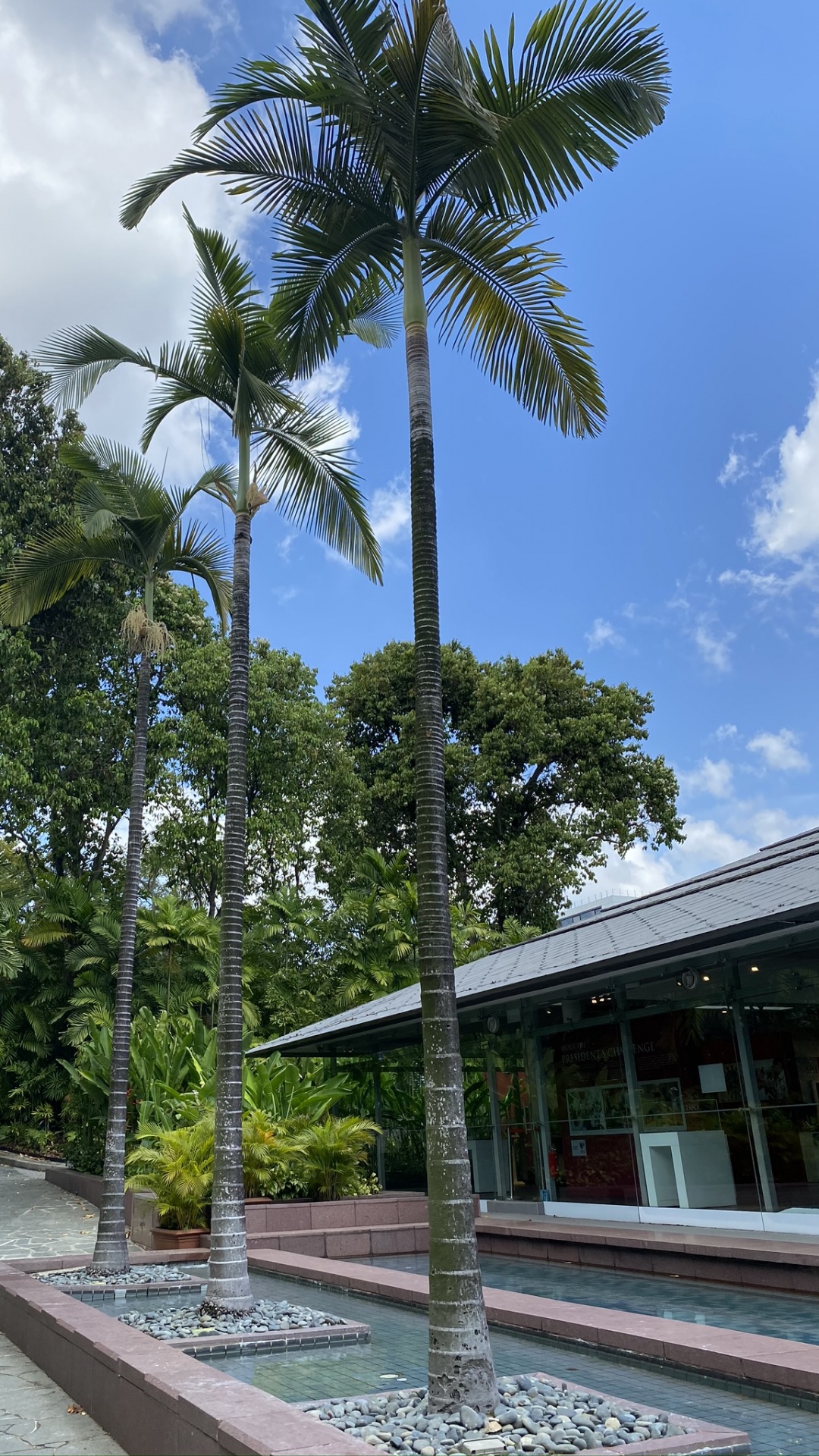 Palm Trees, Science, Tree, Woody Plant, Garden. Wallpaper in 1080x1920 Resolution