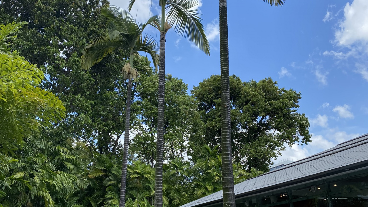 Palm Trees, Science, Tree, Woody Plant, Garden. Wallpaper in 1280x720 Resolution