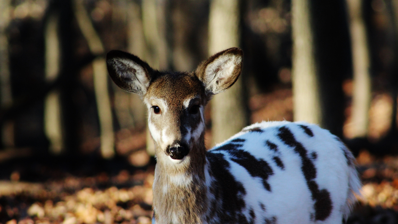 White and Brown Deer in Close up Photography During Daytime. Wallpaper in 1280x720 Resolution