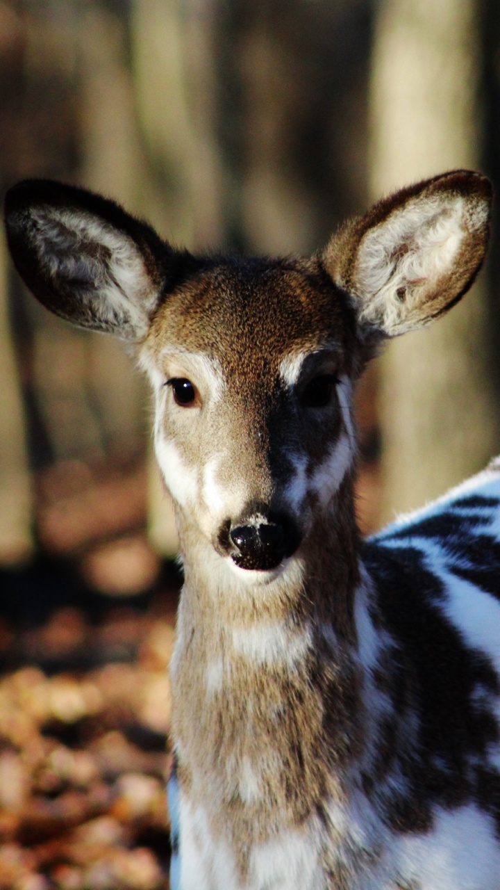 White and Brown Deer in Close up Photography During Daytime. Wallpaper in 720x1280 Resolution