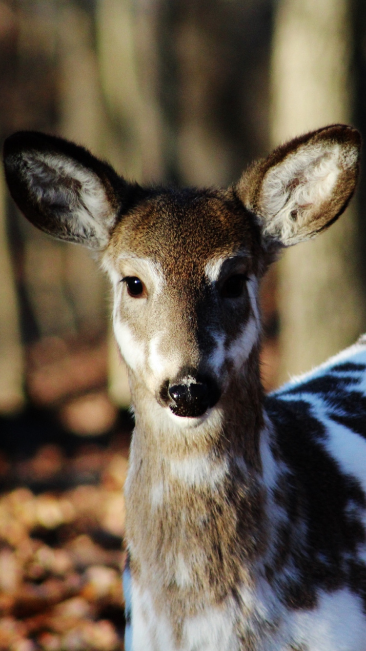 White and Brown Deer in Close up Photography During Daytime. Wallpaper in 750x1334 Resolution