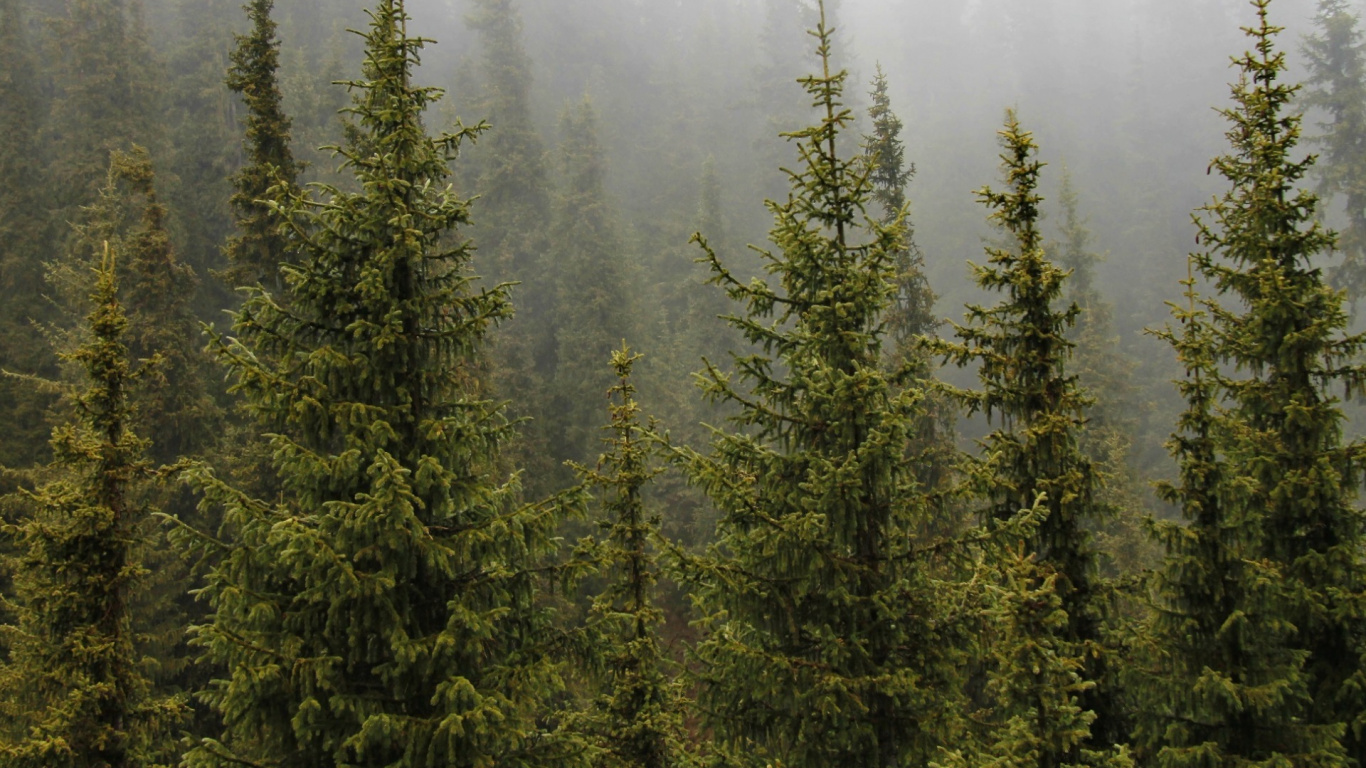 Green Pine Trees During Daytime. Wallpaper in 1366x768 Resolution