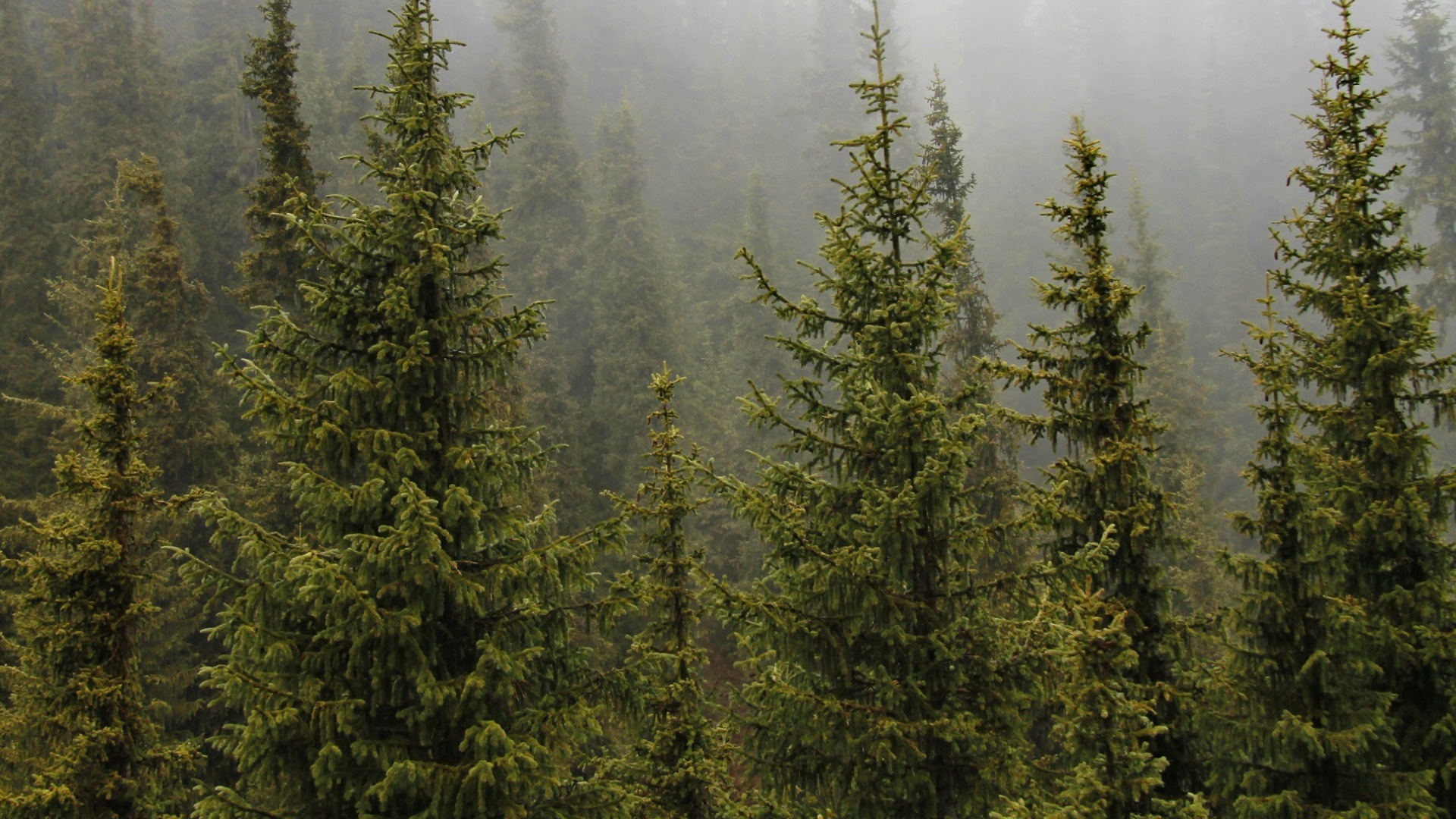 Green Pine Trees During Daytime. Wallpaper in 1920x1080 Resolution