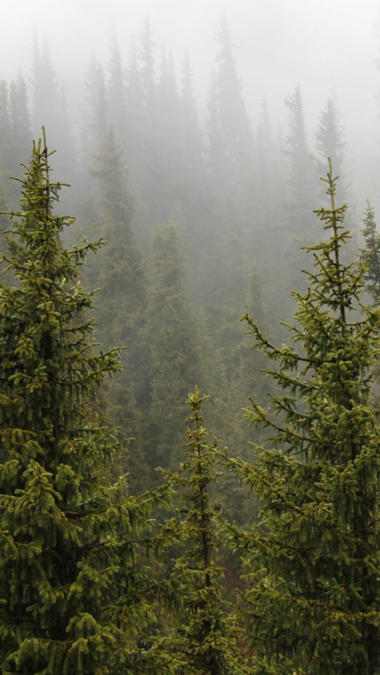 Green Pine Trees During Daytime. Wallpaper in 750x1334 Resolution