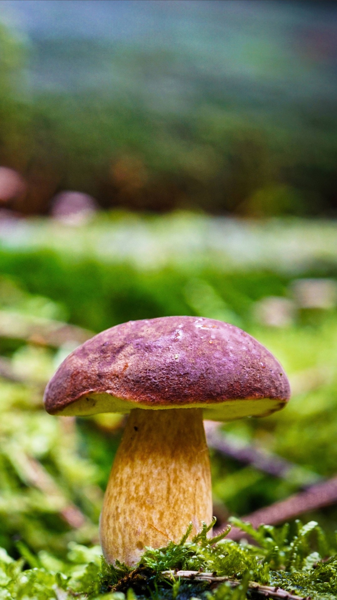Brown Mushroom in Tilt Shift Lens. Wallpaper in 1080x1920 Resolution