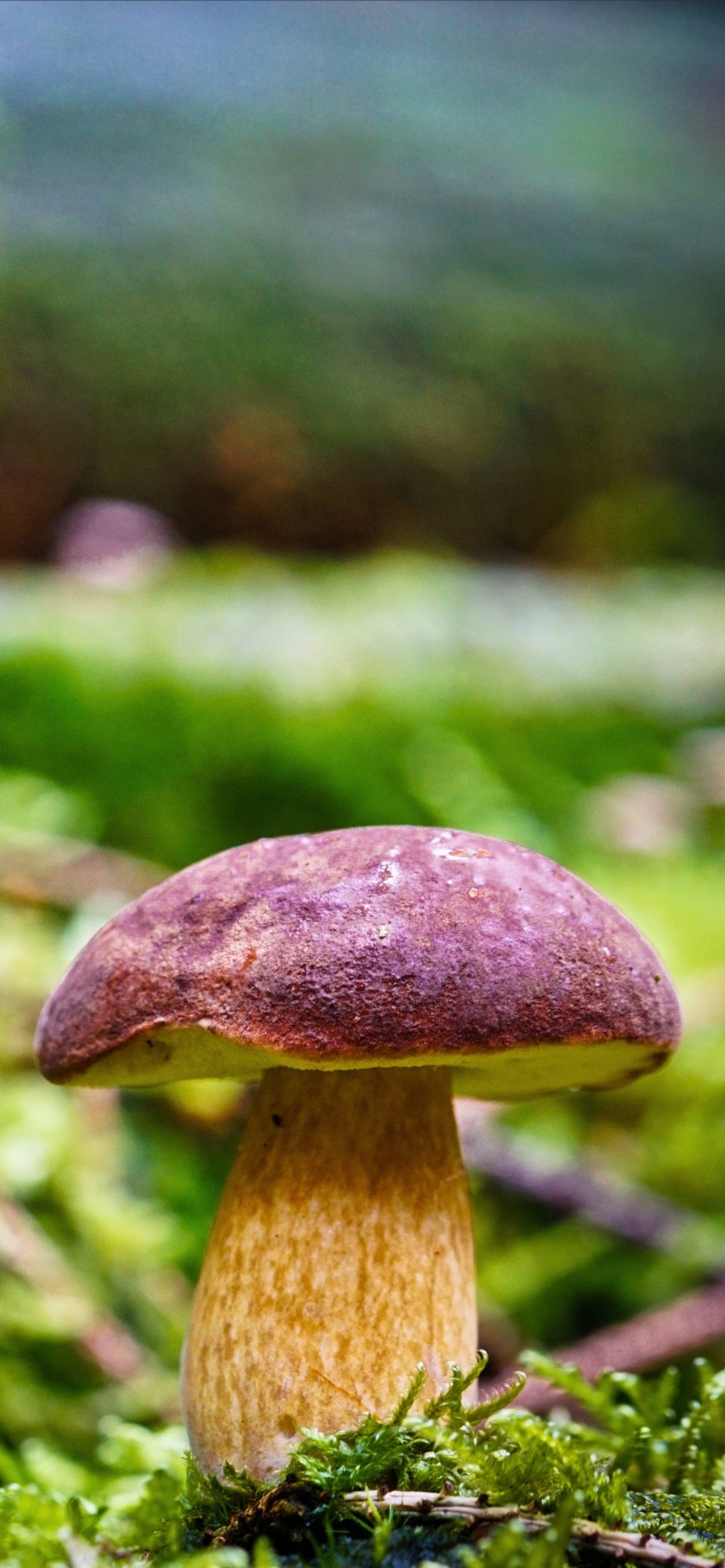 Brown Mushroom in Tilt Shift Lens. Wallpaper in 1242x2688 Resolution