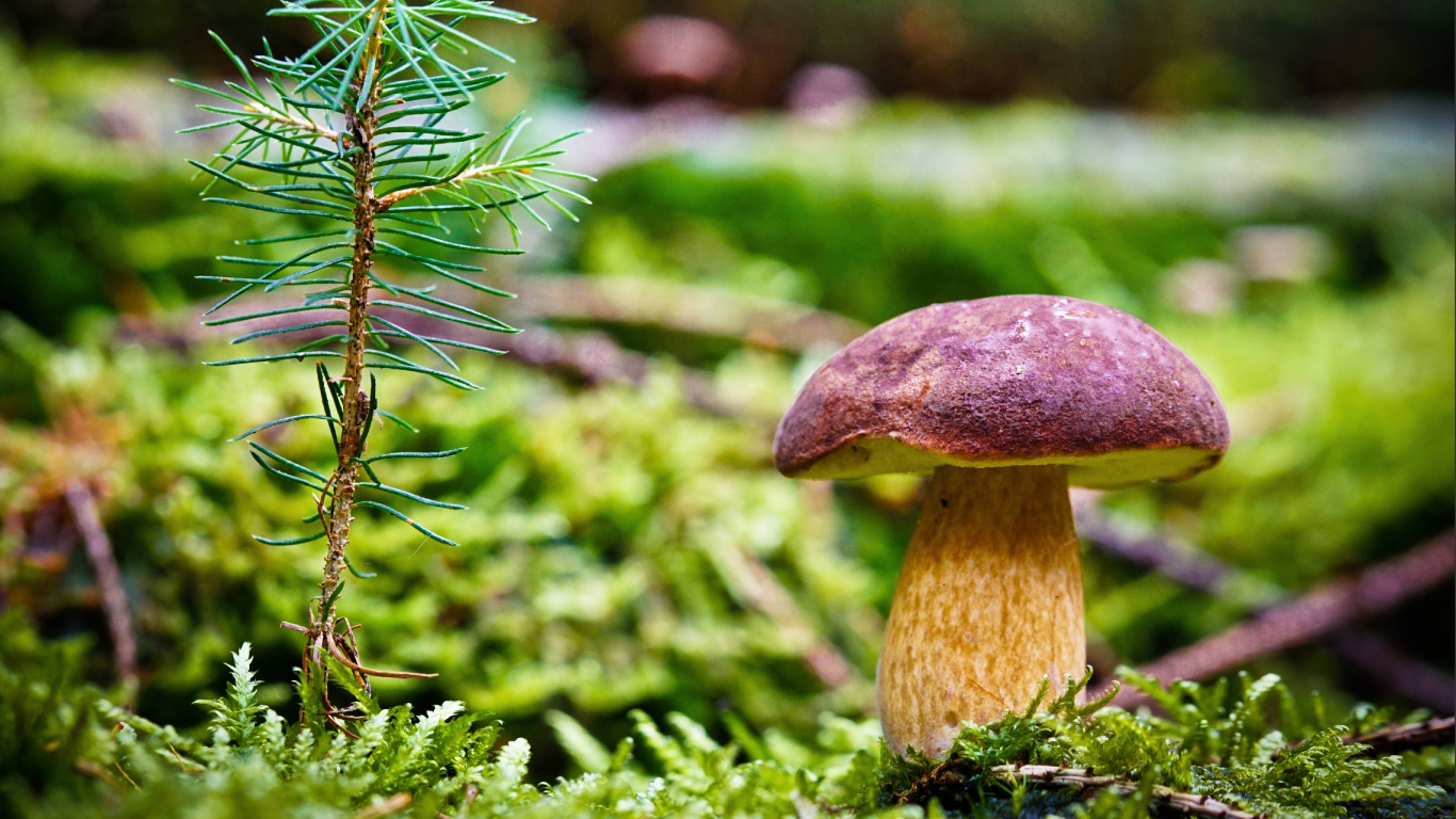 Brown Mushroom in Tilt Shift Lens. Wallpaper in 1366x768 Resolution