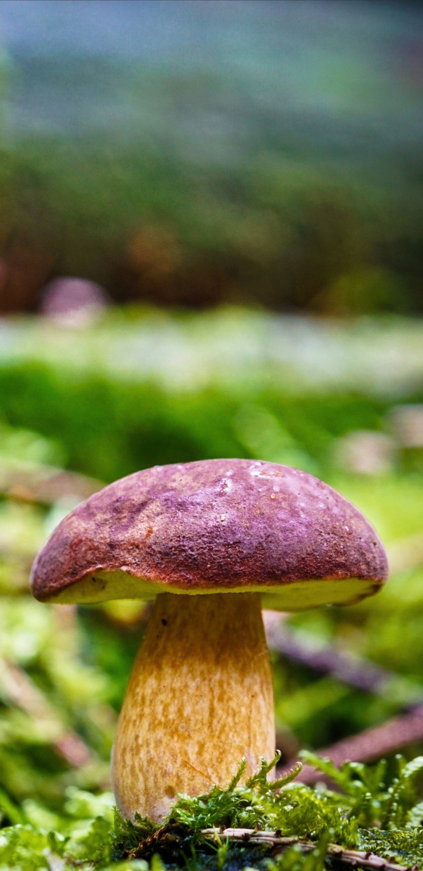 Brauner Pilz in Tilt-Shift-Linse. Wallpaper in 1440x2960 Resolution