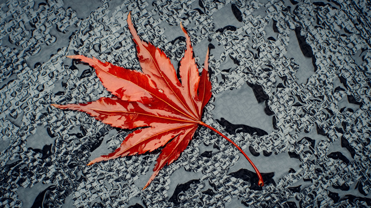 Maple, Road Surface, Asphalt, Water, Deciduous. Wallpaper in 1280x720 Resolution
