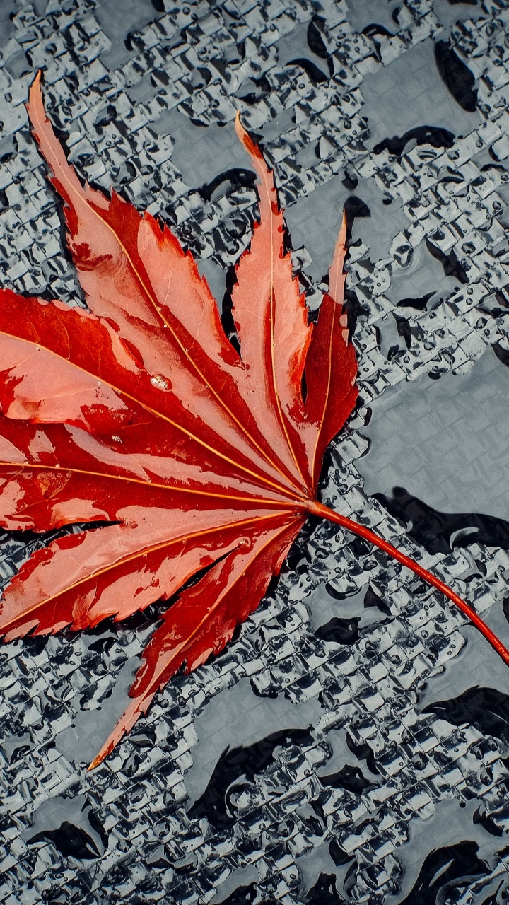 Maple, Road Surface, Asphalt, Water, Deciduous. Wallpaper in 720x1280 Resolution