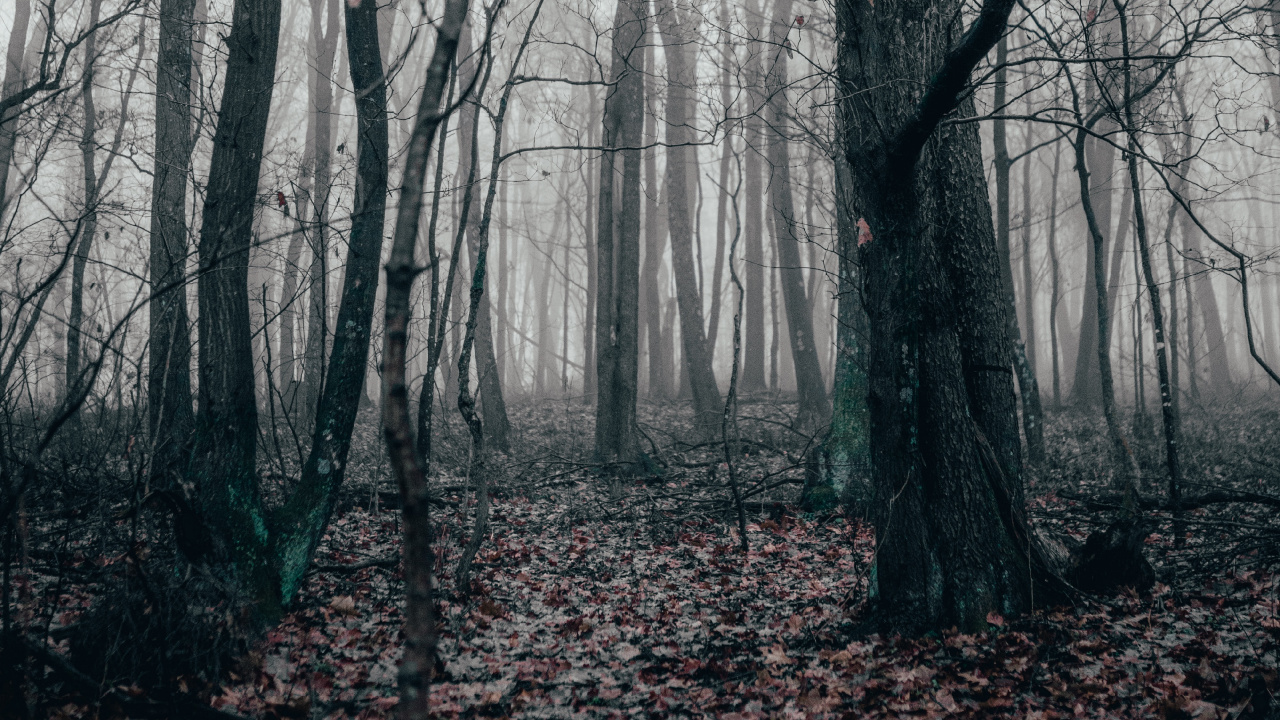 Schwarz Weiß - M, Gemäßigten Nadelwald, Fichte, Nördlichen Hartholz-Wald, Nadelwald. Wallpaper in 1280x720 Resolution