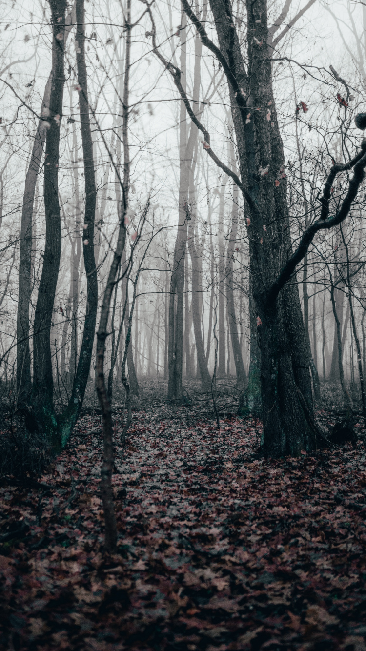 Schwarz Weiß - M, Gemäßigten Nadelwald, Fichte, Nördlichen Hartholz-Wald, Nadelwald. Wallpaper in 750x1334 Resolution